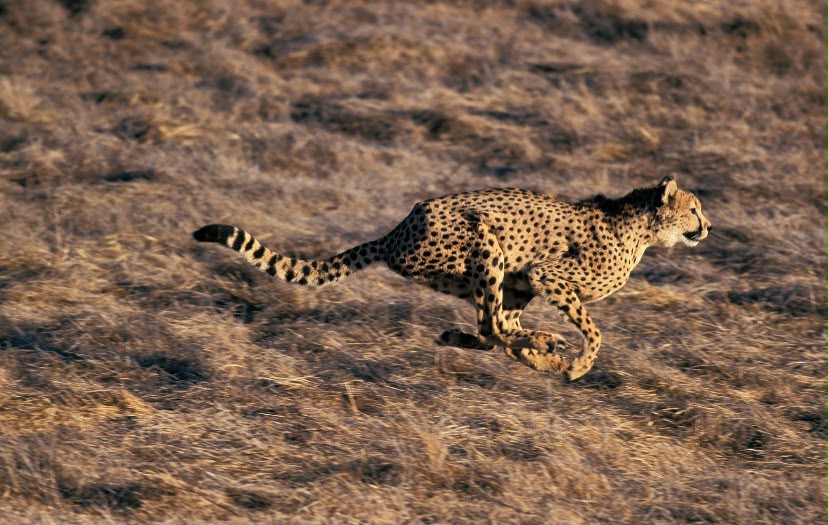 Cheetah