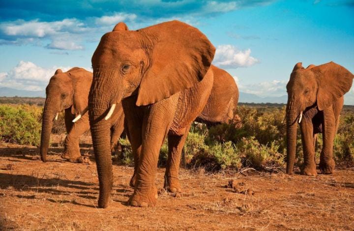 Elephant