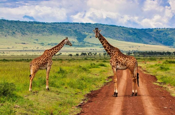 Giraffe