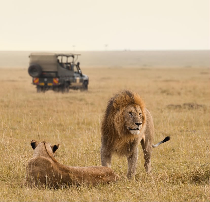 Lion