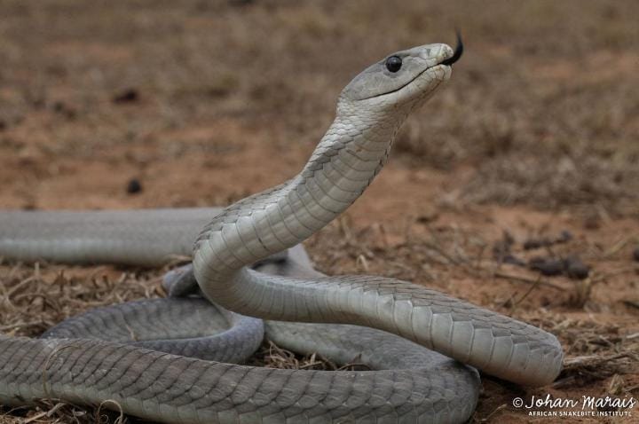 Snake