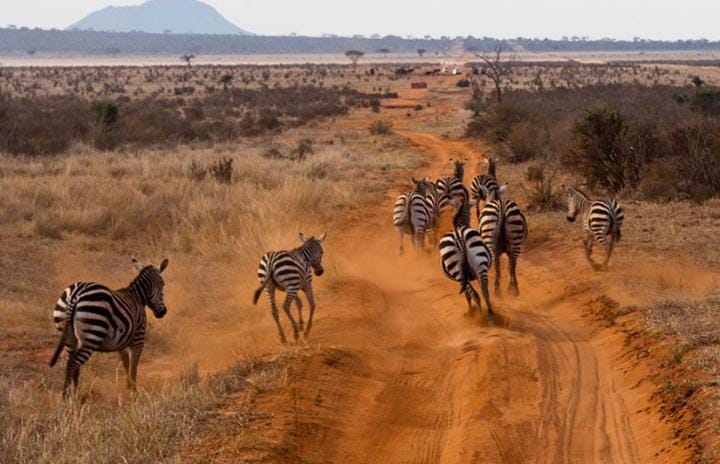 Zebra